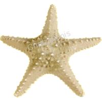 105695 ΑΣΤΕΡΙΕΣ LONG SPINE 3-4-